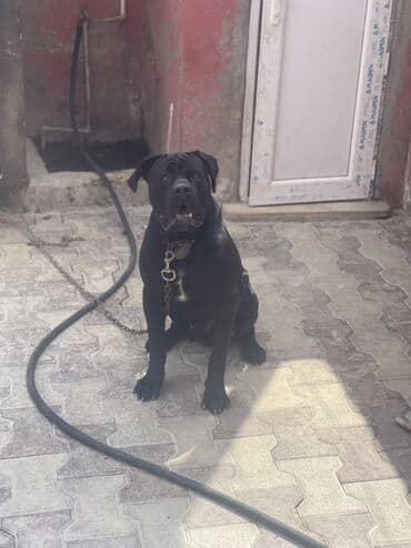 кане корсо цена: Kane-Korso, 1 il, Erkek, Peyvəndli, Ünvandan götürmə — 1