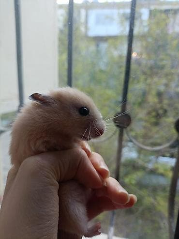 etibarli ellere it: Xamyak,Uşaqları telefondan ayırıb canlılara qarşı məhəbbət — 9