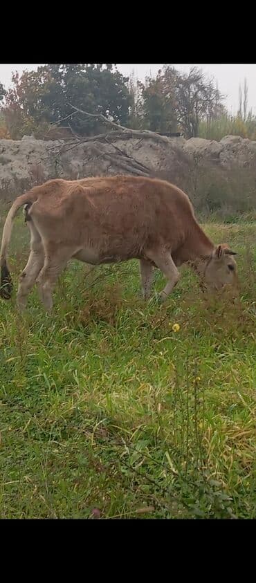 Keçi, çəpiş: Satışda: qəhvəyi rəngli inək Xüsusiyyətlər: - Yaş: təxminən cavan — 2