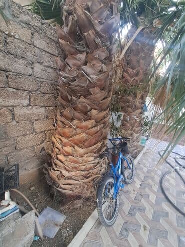 toxuma semeni: Böyük dekorativ palma ağacları satılır. - Növ: Fan formalı yarpaqları — 2