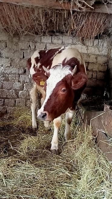 Quşlar: Simental Düye satılır — 2