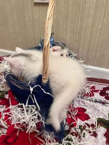 1 azn pişik: Şotland — 4