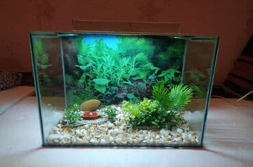 FAW: Pulsuz çatdırılma — 1