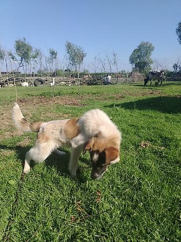 coban iti haqqinda melumat: 4 ay, Erkek, Cütləşmə üçün, Ünvandan götürmə — 5