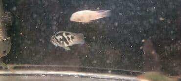 продажа аквариумных рыбок: Sülhsevər — 6