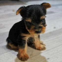 etibarli əllərə pişik: Yorkşir teryer, 2 ay, Erkek, Ünvandan götürmə — 4