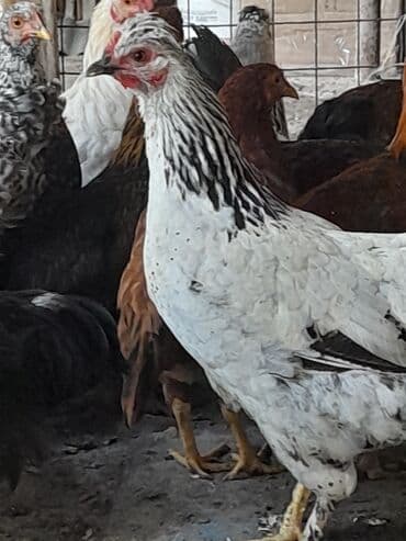 Toyuq, Damazlıq, Ödənişli çatdırılma lalafo.az -da Toyuq, Damazlıq, Ödənişli çatdırılma