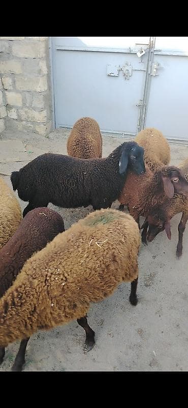 quzu: Qala cinsi quzlar satılır ünvan Maştağadadi 270 manat — 1