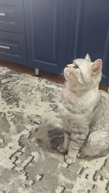 ağ qara pişik: Britan, Erkək, Ünvandan götürmə — 3