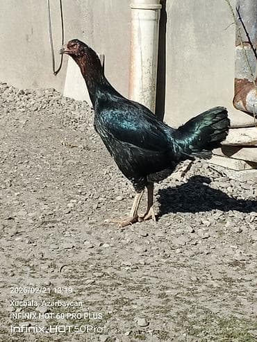 balaca boyumeyen itler: Toyuq, Damazlıq — 3