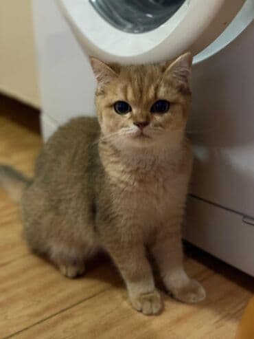 Toyota: Britan — 1