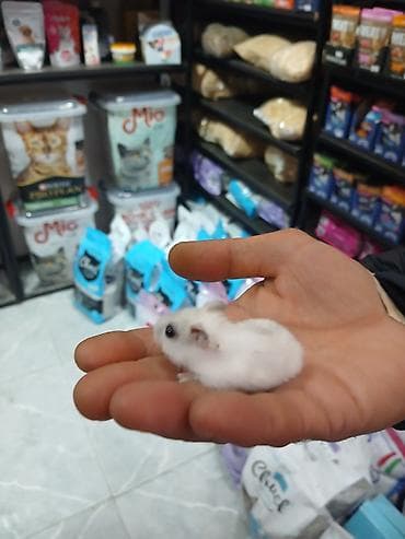 Ağ rəngli cırtdan hamster (cücə ölçülü, qara gözlü). Sakit və əl