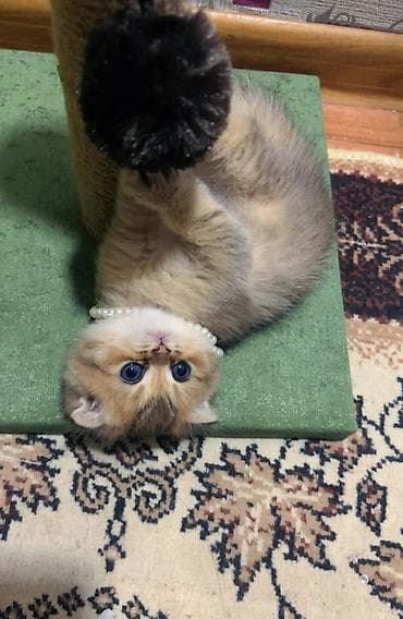 erkek pişik: Şotland yastı qulaq — 9