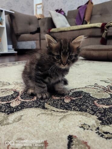 шиншилла котенок купить: Шиншилла, Самец — 2