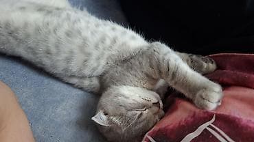 bala haski: Şotland yastı qulaq, Dişi — 5