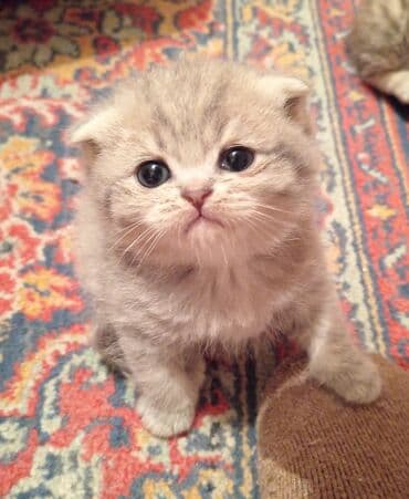 сколько стоит вислоухий кот: Шотладская вислоухая, Самка, В добрые руки, Платная доставка — 3