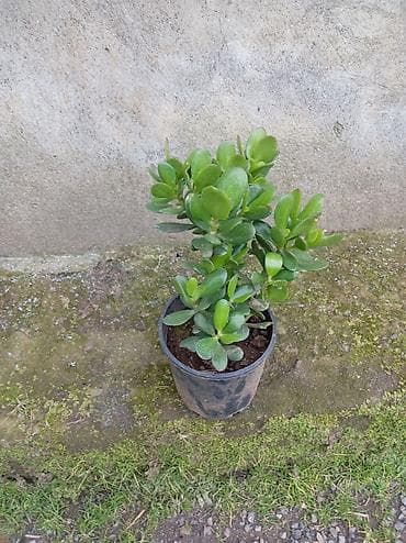 sakura ağacı: Succulent – Pul Ağacı (Crassula ovata) - Qalın, ətli, parlaq-yaşıl — 3