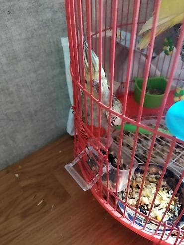 Собаки: Salam təcili satılır 30 AZN dişi maya — 7