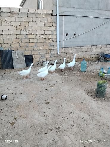 ev sicani: Linda qazlari 7ayliq iri sortdu — 2