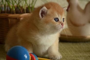 Akvariumlar: Открыта бронь на британских котят золотого окраса. Котята — 6