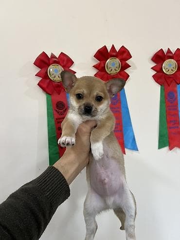 Çixuahua, 2 ay, Erkek, Peyvəndli, Ödənişli çatdırılma