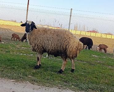 İtlər: Erkək, il: 2, Damazlıq — 1