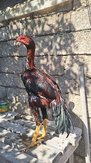 Fevral cücələri.Cüt satılır 80azn.Cinsi təmizdi0552740964 vp lalafo.az -da Fevral cücələri.Cüt satılır 80azn.Cinsi təmizdi0552740964 vp