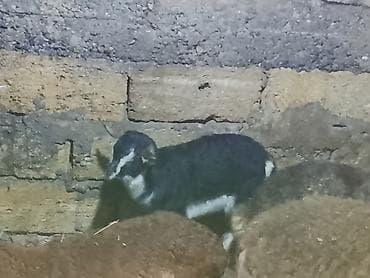 heleb keçi: Məhsul: Keçi sürüsü (ana keçilər və oğlaqlar) Təsvir: - Şəkillərdə — 1