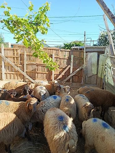 malta it: Hamisi erkeydi qurban kesmeye etdiye yararlidi — 3