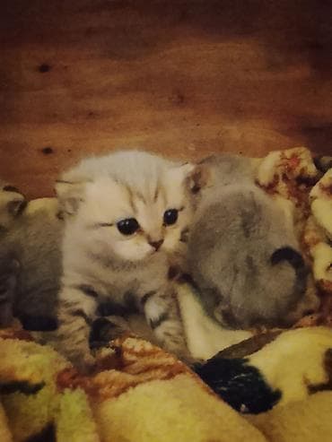 avcarka balaları: Britan — 5