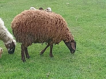 balaca quzu: Qoyun (qəhvəyi yunlu) Qala qoyunu toglu 1nci qarna bogaz - Cins tipi — 10