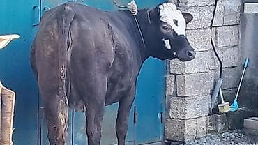 balalı inək: Birinci qarına düyə di təmiz qan smentaldı martın axırda doğacaq — 7