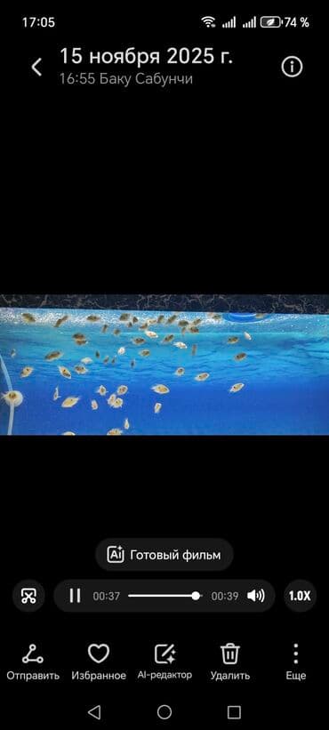 betta balıq: Цихлазома меека nin balalarıdi . 1.5 sm - 2 azn — 7