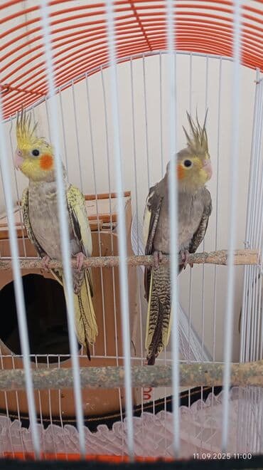 2_Kareqa balası satılır sarılar 6_aylıqdı, qara_sarı olan 2_aylıqdı