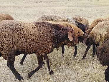 Животные: Самец, лет: 2, 100 кг, Для разведения, Для мяса — 5