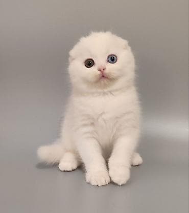 pişik aliram: Ağ tüklü balaca pişik balası - Cins: ehtimalən Scottish Fold/Longhair — 4