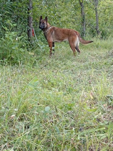qafqaz çoban iti: Belçika çoban iti, 2 ay, Dişi, Ödənişli çatdırılma — 2