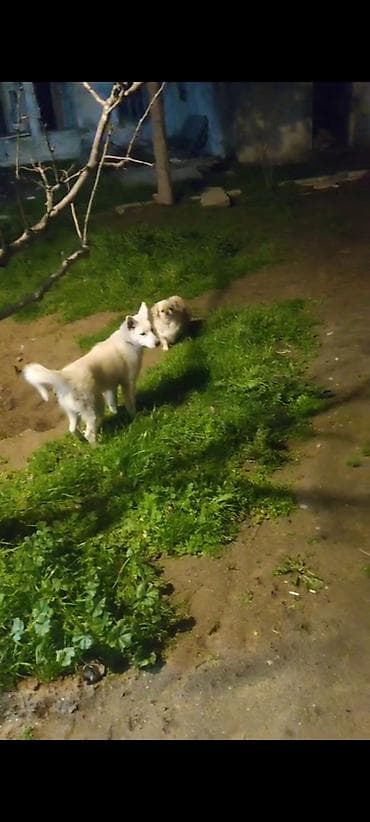 Digər heyvanlar: Xaski, 3 ay, Erkek, Peyvəndli — 2