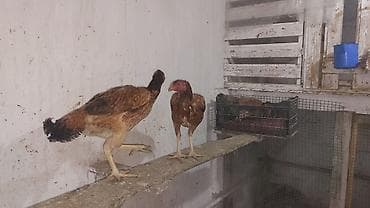 Heyvanlar: Məhsul: Uzunboylu, sərt quruluşlu yerli döyüş/eyni vaxtda ət — 5