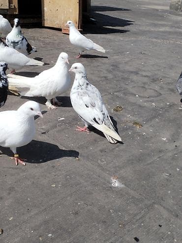 Quşlar: Ev göyərçinləri – müxtəlif rəng və cinslər Cutler 15 azn - Qrup — 8