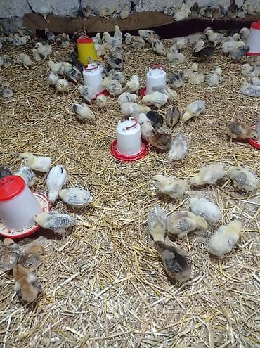 keci satanlar: Toyuq cücələri, Damazlıq — 3