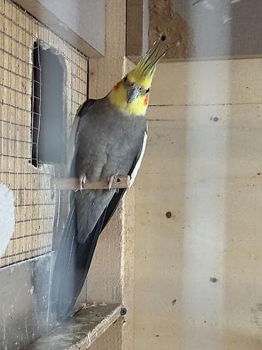 Птицы: Fişer korela cütdü ikisidə boş boşuna qiymət öldürənər yazmasın 160 — 8