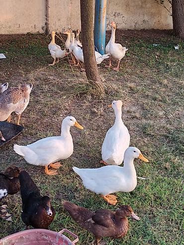 Kənd təsərrüfatı quşları: Salam lavanda krasnadar zumrud ve pekin ordek ballari iclerinde — 7