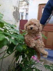 pudel sahblendrlir: Пудель — 4