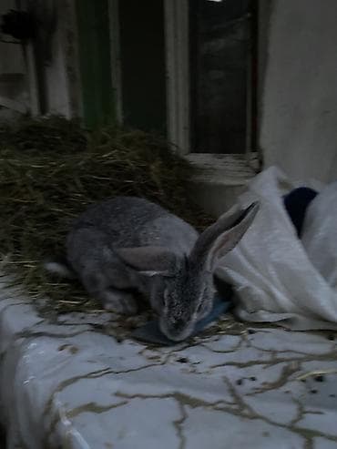 xacmaz heyvan bazari: Rus velikani resen balasi unvan 7 mkr — 4