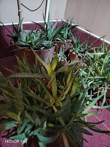 Букетные цветы: 🌿 Aloe Vera gülü satılır Sağlam və böyümüş aloe vera gülü satılır — 3