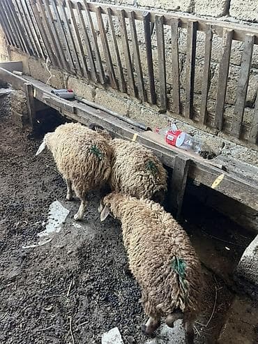 С/х животные и товары: 3 baş erkəy quzu - Cins: yerli qarışıq (şəkillərdə görünən, qulaqları — 1