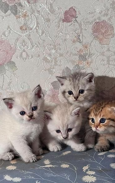 heyvanlar: Şotland, Erkək, Dişi, Ünvandan götürmə, Pulsuz çatdırılma — 1