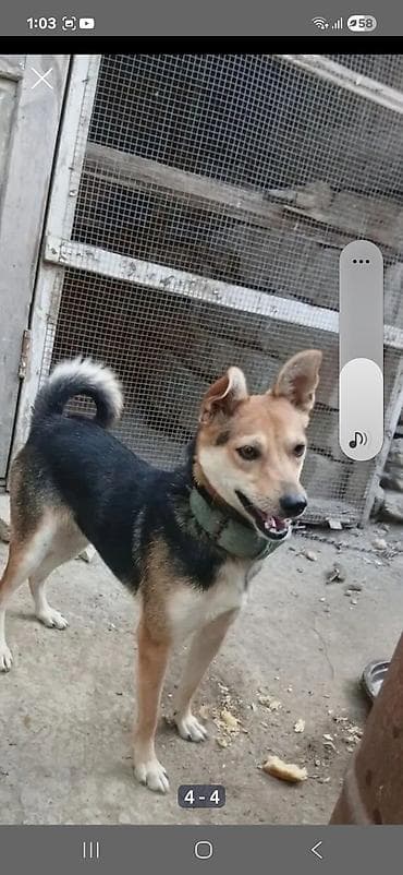 xaski it sekilleri: Zvonok, 2 ay, Dişi, Peyvəndli — 3