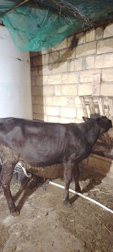 inək balası: Super dana Super saglam danadi sudlu heyvanin balasidi zeng catmasa — 2